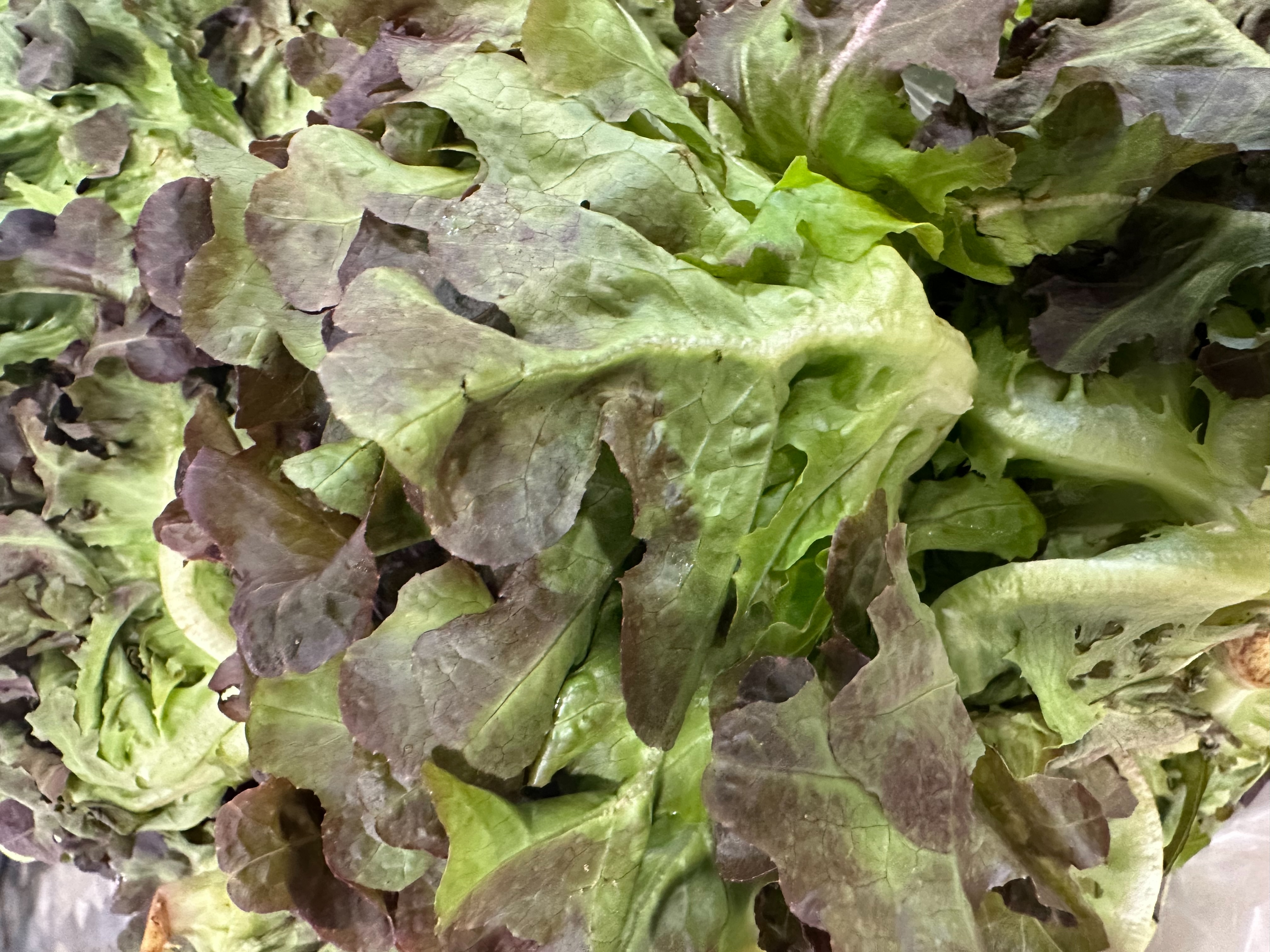 Red oak lettuce